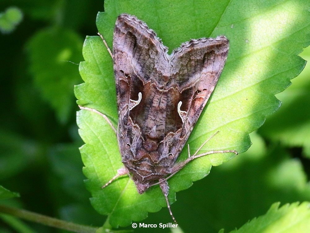 Autographa gamma